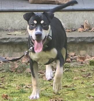 THE COUNT OF MONTE CRISTO -  Boxer and Husky Dog for Adoption in Spotswood, New Jersey - THE COUNT OF MONTE CRISTO | PetCurious