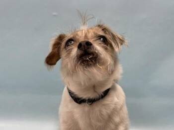 Noona -  Shih Tzu and Parson Russell Terrier Dog for Adoption in Minneapolis, Minnesota - Noona | PetCurious