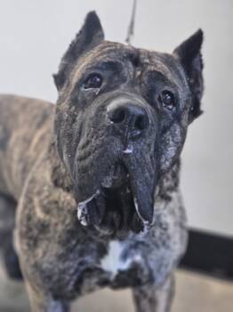 Rescue Presa Canario and Mixed Breed Dogs for Adoption in West Chester, Pennsylvania - Juno Fka Dog 39 | PetCurious