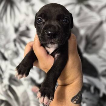 Basset Hound Dogs Available for Adoption in Wahiawa, Hawaii - Blackjack | PetCurious