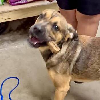 Rescue Australian Cattle Dog Blue Heeler and Cattle Dog Dogs for Adoption in Austin, Texas - Burt | PetCurious