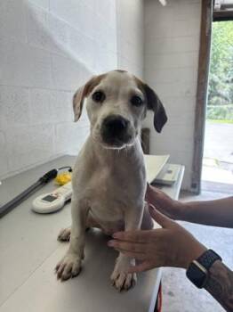 Scrappy -  American Bulldog and Mixed Breed Dog for Adoption in Gainesville, Florida - Scrappy | PetCurious