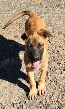 Surfside -  Belgian Shepherd Malinois Dog for Adoption in Othello, Washington - Surfside | PetCurious