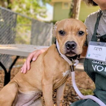 Rescue Pit Bull Terrier Dogs for Adoption in Oakland, California - Muffet | PetCurious