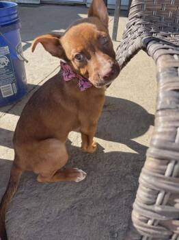 Strawberry -  Boxer Dog for Adoption - Strawberry | PetCurious