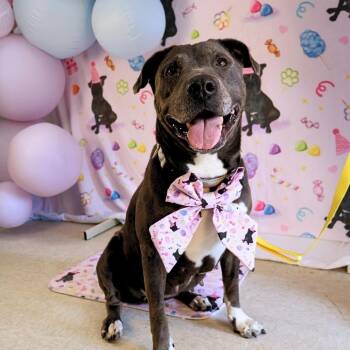 Kiki -  Pit Bull Terrier Dog for Adoption in Austin, Texas - Kiki | PetCurious