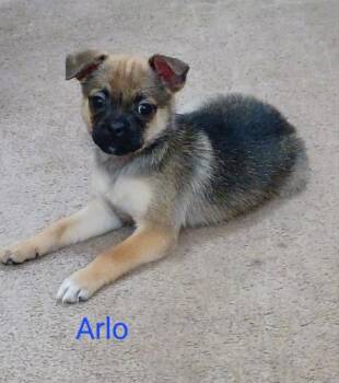 Rescue Pug and Chihuahua Dogs for Adoption - Arlo | PetCurious