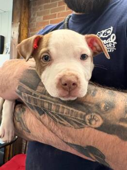 Staffordshire Bull Terrier Dogs Available for Adoption in New Kensington, Pennsylvania - Moira Rose | PetCurious