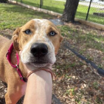 Rescue Mixed Breed Dogs for Adoption in West Palm Beach, Florida - Zoey | PetCurious