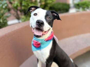 Porsha -  Mixed Breed Dog for Adoption in New York, New York - Porsha | PetCurious