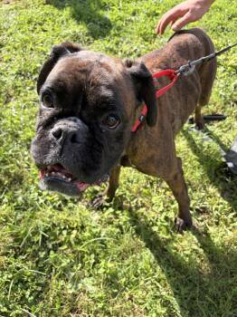 Mystic -  Boxer Dog for Adoption in Monticello, New York - Mystic | PetCurious