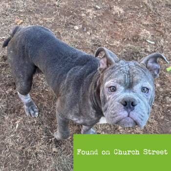 English Bulldog Dogs Available for Adoption in Roanoke, Virginia - Mack | PetCurious