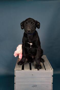 Pit Bull Terrier Dogs Available for Adoption - 193-26 | PetCurious