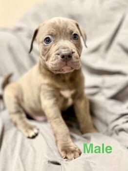 Genny pup5 -  Mastiff and Mixed Breed Dog for Adoption in Muskegon, Michigan - Genny Pup5 | PetCurious