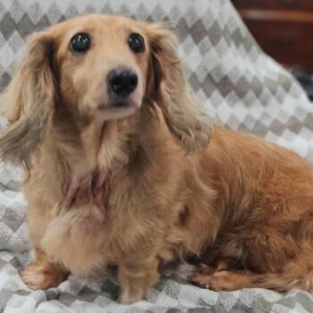 Momma (#337) -  Dachshund Dog for Adoption in Twin Lakes, Wisconsin - Momma (#337) | PetCurious