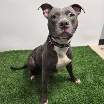 Rescue American Staffordshire Terrier Dogs for Adoption in Columbia, Missouri - Sky | PetCurious