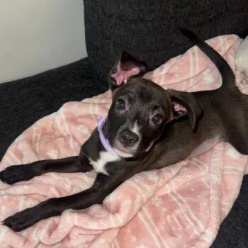 Prim -  Terrier Dog for Adoption in Tampa, Florida - Prim | PetCurious