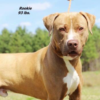 Rookie -  Mixed Breed Dog Available for Adoption in Oxford, North Carolina - Rookie | PetCurious