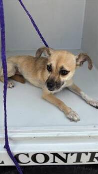 Rescue Chihuahua Dogs for Adoption in Houston, Texas - A645196 | PetCurious