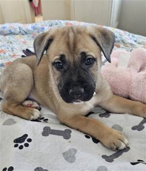 Mastiff and Black Mouth Cur Dogs Available for Adoption - BANJO | PetCurious