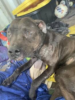 Pit Bull Terrier Dogs Available for Adoption in Mobile, Alabama - Stewart | PetCurious