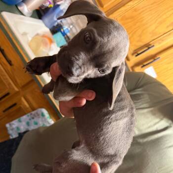 Orange Collar -  Cane Corso Dog for Adoption in Manchester, Pennsylvania - Orange Collar | PetCurious