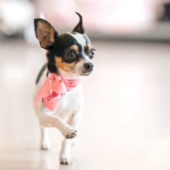 Rescue Chihuahua Dogs for Adoption in Helena, Alabama - Trini | PetCurious