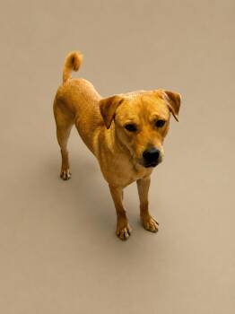 Boomer -  Mixed Breed Dog for Adoption in Rock Springs, Wyoming - Boomer | PetCurious