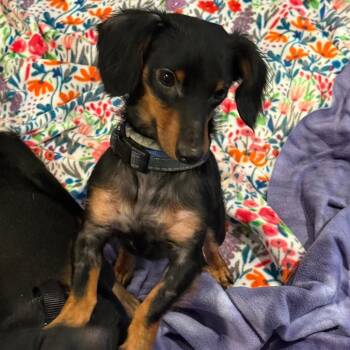 Jeff -  Miniature Dachshund Dog for Adoption - Jeff | PetCurious