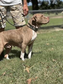 Rescue American Staffordshire Terrier and Pit Bull Terrier Dogs for Adoption in Mt. Juliet, Tennessee - Momma Asha | PetCurious