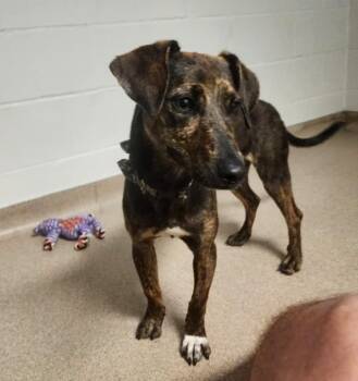 Gladys -  Terrier Dog for Adoption in Slidell, Louisiana - Gladys | PetCurious
