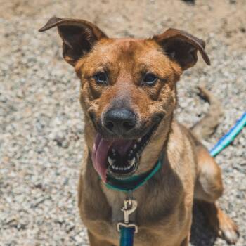 Alvin -  Mixed Breed Dog for Adoption in West Olive, Michigan - Alvin | PetCurious
