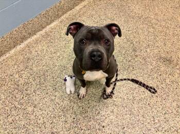 Pit Bull Terrier Dogs Available for Adoption in Colorado Springs, Colorado - APOLLO | PetCurious