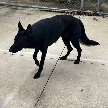 Rescue Mixed Breed Dogs for Adoption in Gadsden, Alabama - ELM 46 | PetCurious