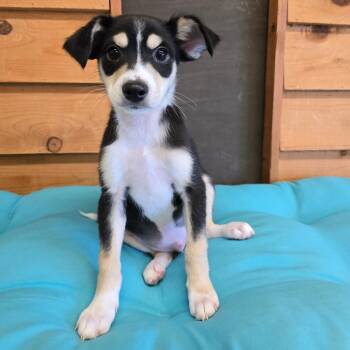 Mixed Breed Dogs Available for Adoption - Foxtail | PetCurious