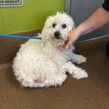 Stevie -  Poodle and Mixed Breed Dog for Adoption in Wichita, Kansas - Stevie | PetCurious