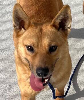 Carolina Dog Dogs Available for Adoption - 26-083 Monica | PetCurious