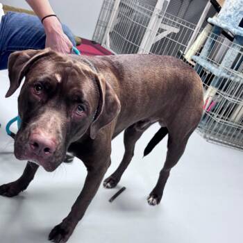 Mixed Breed Dogs Available for Adoption in Bismarck, North Dakota - Bruce | PetCurious