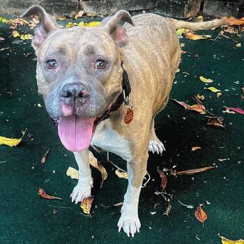 Emerald -  American Staffordshire Terrier Dog for Adoption in Lake Worth Beach, Florida - Emerald | PetCurious
