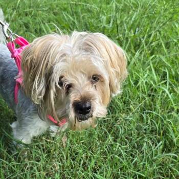 Moxie -  Yorkie Poo Dog for Adoption in Matthews, North Carolina - Moxie | PetCurious