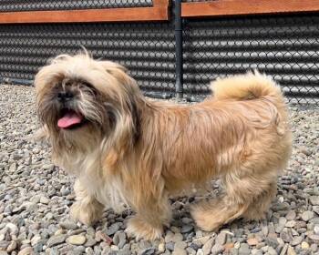 BENNY* -  Lhasa Apso Dog for Adoption in Santa Cruz, California - BENNY* | PetCurious