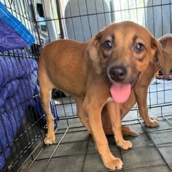 Mixed Breed Dogs Available for Adoption - Pixie | PetCurious