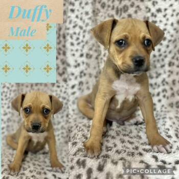 Boxer Dogs Available for Adoption in Manchester, Connecticut - Duffy | PetCurious
