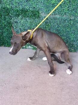 61723257 -  Shepherd and Mixed Breed Dog for Adoption in El Paso, Texas - 61723257 | PetCurious