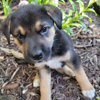 Goomba -  Mixed Breed Dog for Adoption in Saskatoon, Saskatchewan - Goomba | PetCurious