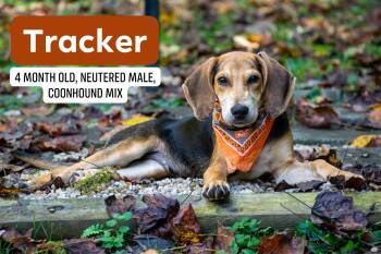 Tracker -  Hound Dog for Adoption in Sevierville, Tennessee - Tracker | PetCurious