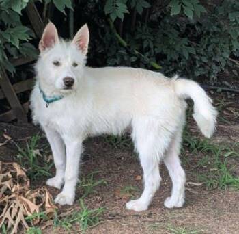 Grady -  West Highland White Terrier Westie and Mixed Breed Dog for Adoption in Malvern, Pennsylvania - Grady | PetCurious