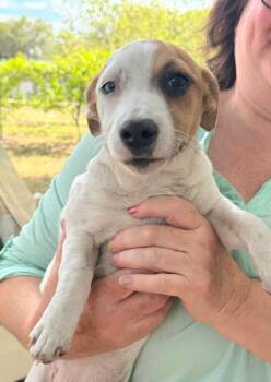 Jack Russell Terrier Dogs Available for Adoption in St. Augustine, Florida - Capri | PetCurious