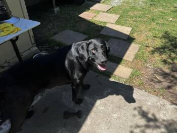 Black Labrador Retriever Dogs Available for Adoption - Gunner | PetCurious