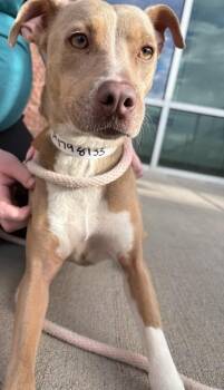 UMA -  Chihuahua and Beagle Dog for Adoption in Pueblo, Colorado - UMA | PetCurious
